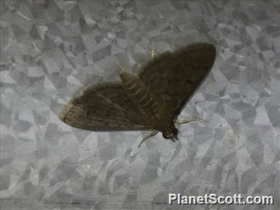 Crambid Snout Moth (Herpetogramma sp)
