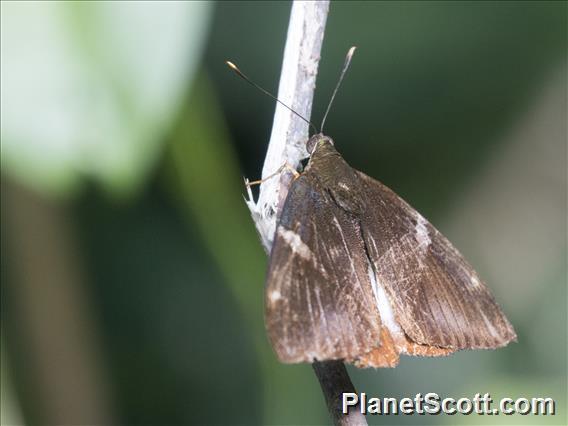 Castniidi Moth (Telchin atymnius)