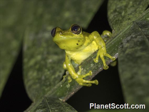 Olive Snouted Tree Frog (Scinax elaeochroa)