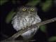 Middle American Screech-Owl (Megascops guatemalae)