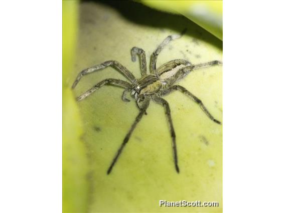Spotted-legged Banana Spider (Cupiennius getazi)
