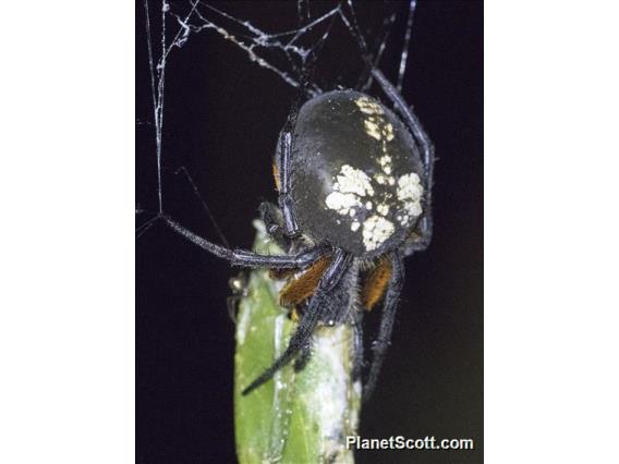 Orbweaver Spider (Eriophora fuliginea)