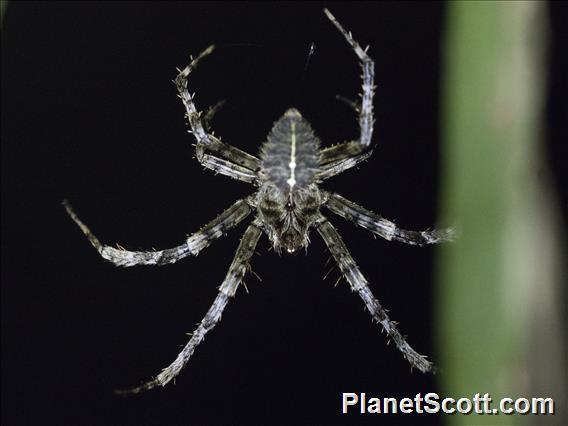 Orbweaver Spider (Eriophora sp)