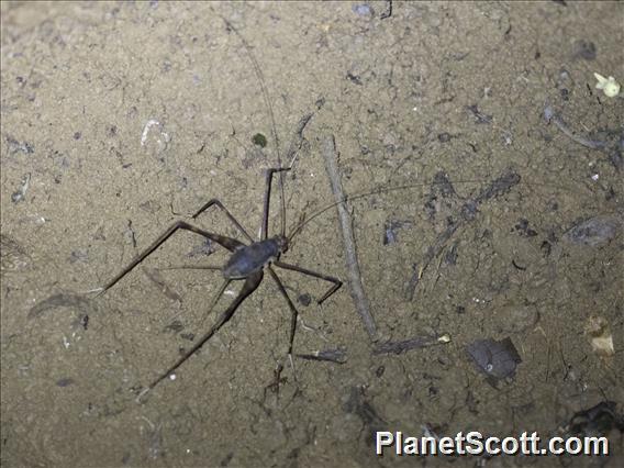 Spider Cricket (Phalangopsidae sp)