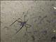 Spider Cricket (Phalangopsidae sp)