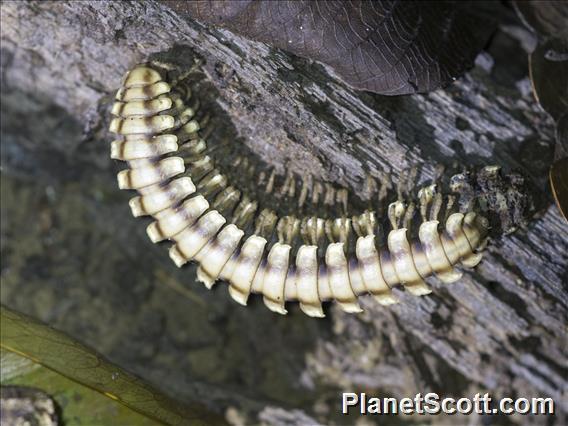 Python Millipede (Nyssodesmus python)
