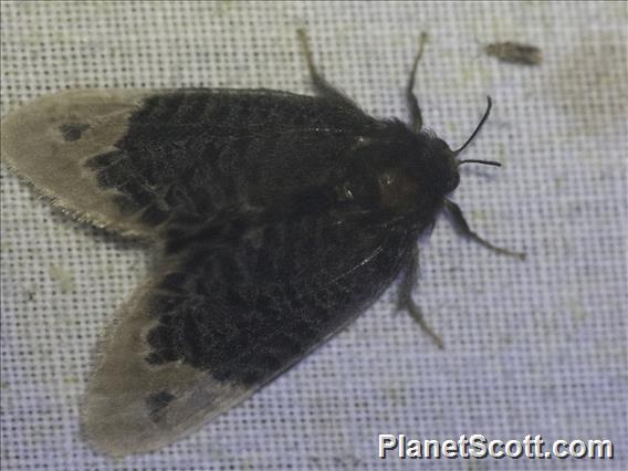 Flannel Moth (Podalia sp)
