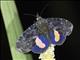 Fruit-piercing Moth (Ferenta stolliana)