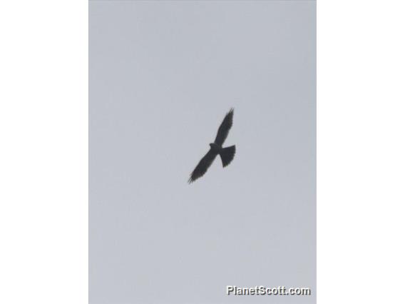 Plumbeous Kite (Ictinia plumbea)