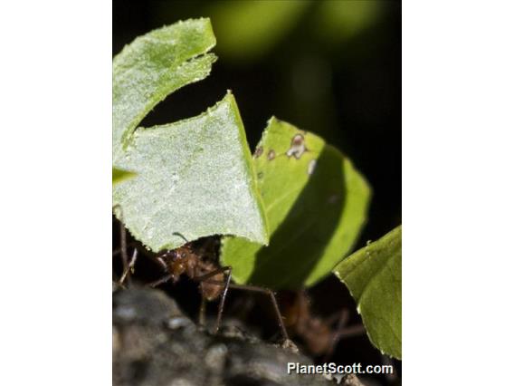 Leafcutter Ant (Attina sp)