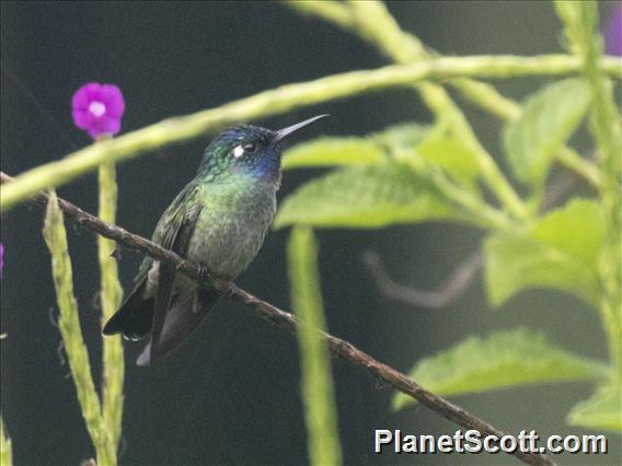 Violet-headed Hummingbird (Klais guimeti)