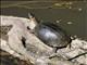 Black River Turtle (Rhinoclemmys funerea)