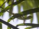 Neotropical Green Anole (Anolis biporcatus) 