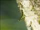 Lichen Mantis (Liturgusa sp)