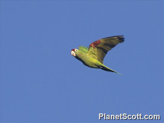 Crimson-fronted Parakeet (Psittacara finschi)