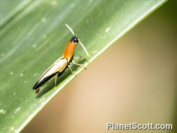 Click Beetle (Semiotus sp)
