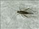 Cricket (Trigonidiidae sp)