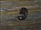 Click Beetle (Elateridae sp)