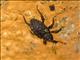 Weevil (Conotrachelus sp)