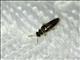 Rove Beetle (Gyrophaenina sp)