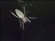 Grass Orb-web Spider (Larinia directa)