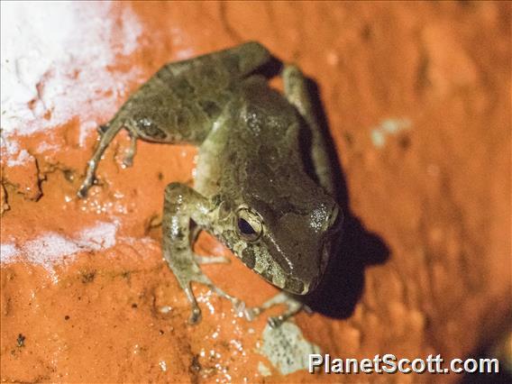Slim-fingered Rain Frog (Craugastor crassidigitus)