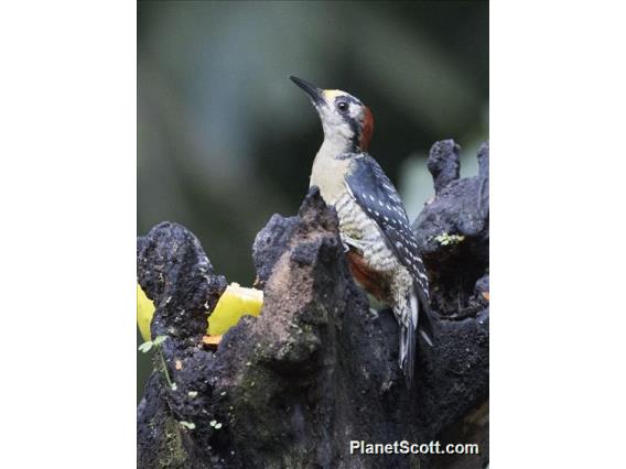 Black-cheeked Woodpecker (Melanerpes pucherani)