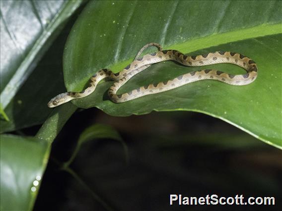 Ornate Cat-eyed Snake (Leptodeira ornata)