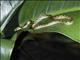 Ornate Cat-eyed Snake (Leptodeira ornata)