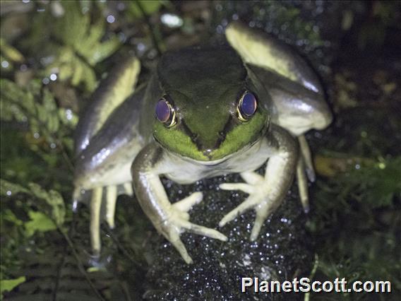 Vaillant's Frog (Lithobates vaillanti)