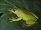 Mahogany Tree Frog (Tlalocohyla loquax)