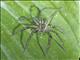 Tiger Bromeliad Spider (Cupiennius salei)