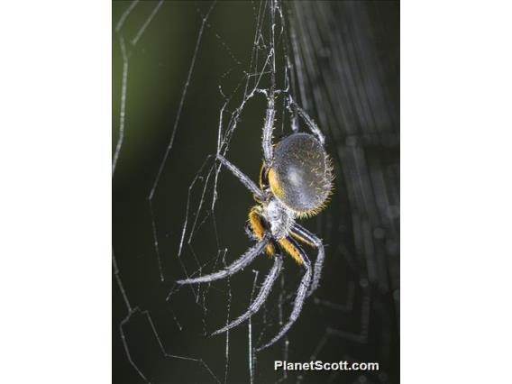 Orbweaver Spider (Eriophora sp)