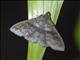 Litter Moth (Erebidae sp)