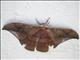Emperor Moth (Copaxa sp)