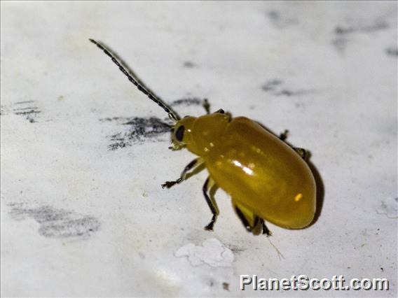Flea Beetle (Parchicola sp)