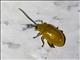 Flea Beetle (Parchicola sp)