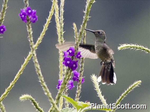 Scaly-breasted Hummingbird (Phaeochroa cuvierii)