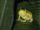 Mahogany Tree Frog (Tlalocohyla loquax)