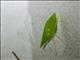 Leaf Katydid (Viadana sp)