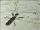 Long-necked Seed Bug (Myodocha intermedia)