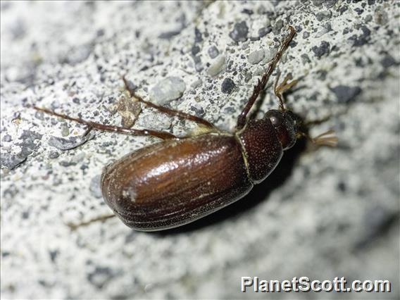 May Beetle (Phyllophaga sp)