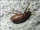May Beetle (Phyllophaga sp)