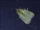 Slug Caterpillar Moth (Parasa wellesca)