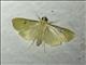 Pearl Moth (Spilomelinae sp)