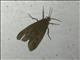 Tiger Moth (Erebidae sp)