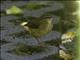 Buff-rumped Warbler (Myiothlypis  fulvicauda)