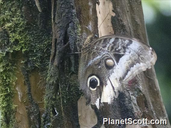 Banded Owl-Butterfly (Caligo atreus)