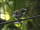 Spotted Antbird (Hylophylax naevioides)