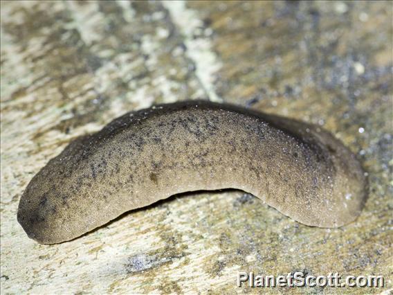 Tan Leatherleaf Slug (Leidyula moreleti)